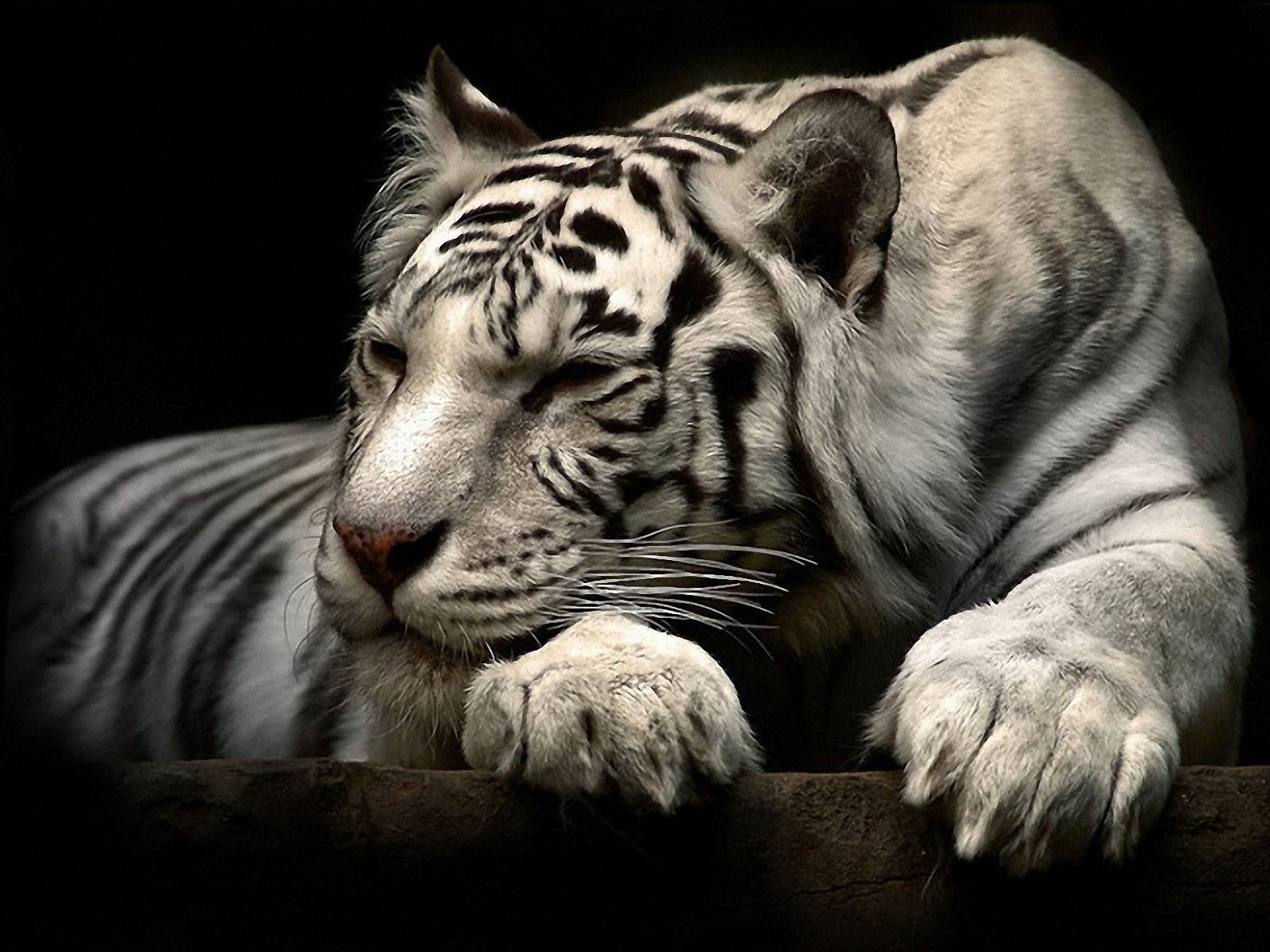 White Bengal Tiger Wallpaper Hd