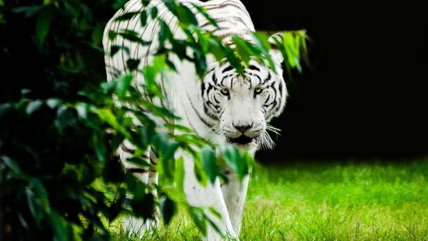 White Tiger Wallpaper High Resolution.