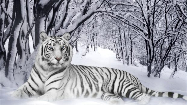 White Tiger Wide Screen Wallpaper HD.