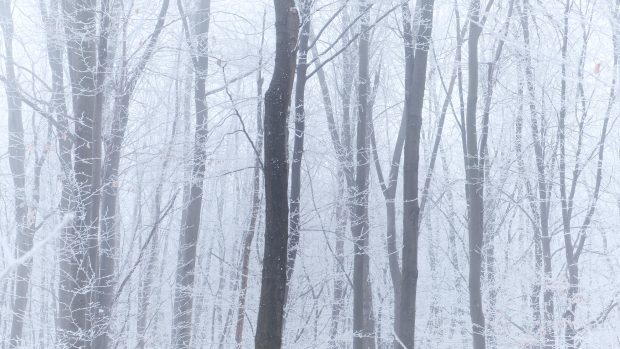 White Winter Forest 4K Wallpaper HD.
