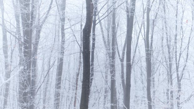 White Winter Forest 4K Wallpaper HD.