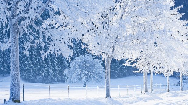 White Winter Tree Wallpaper HD.
