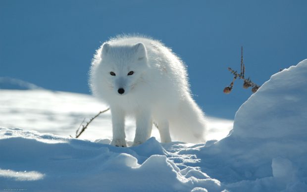 Winter Animal Background.