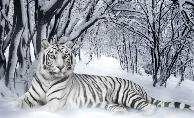 Winter Animal HD Wallpaper Free download.