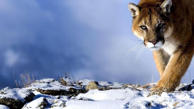 Winter Animal Wallpaper 1080p.