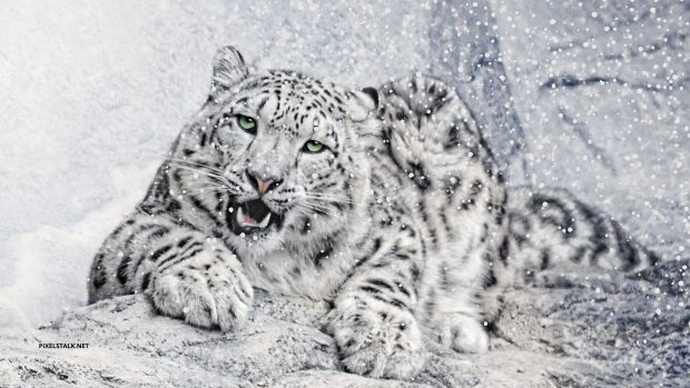 Winter Animal Wallpaper Free Download.