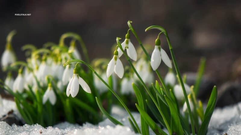 Winter Desktop Wallpapers - PixelsTalk