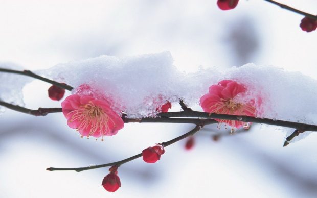 Winter Flower Background.