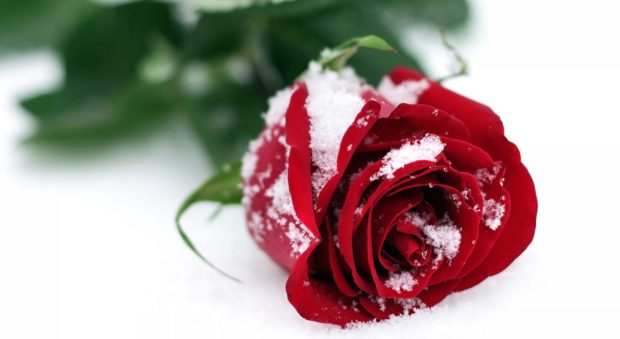 Winter Flower Wallpaper.