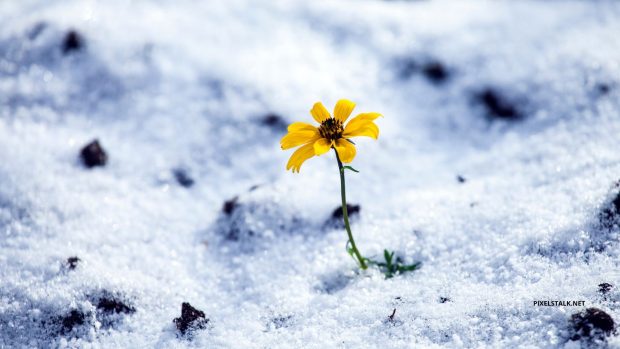 Winter Flower Wallpaper.