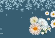 Winter Flower Wallpaper for Desktop.