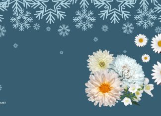 Winter Flower Wallpaper for Desktop.