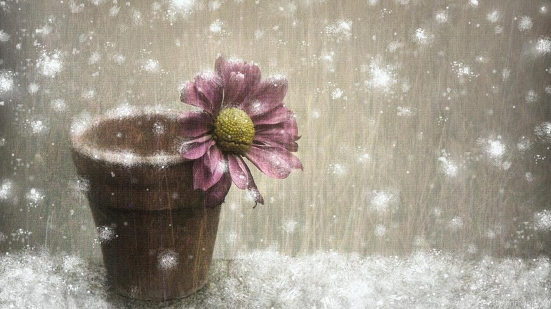 Free download Winter Flowers Image  Winter flowers Flower wallpaper  Flowers