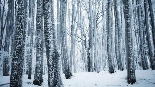 Winter Forest 4K.