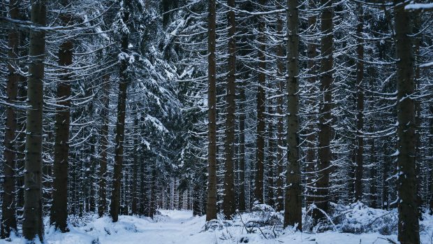 Winter Forest 4K Background.