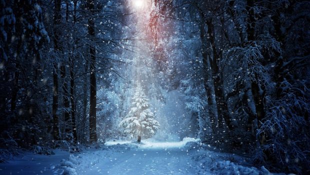 Winter Forest 4K HD Wallpaper Free download.