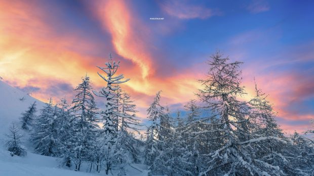 Winter Forest 4K Wallpaper HD.