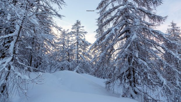 Winter Forest 4K Wallpaper HD Free download.
