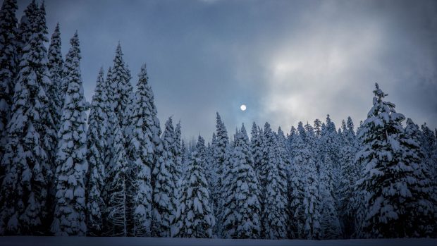 Winter Forest 4K Wallpaper High Quality.