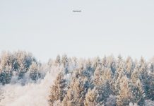 Winter Forest 4K Wallpaper for Desktop.