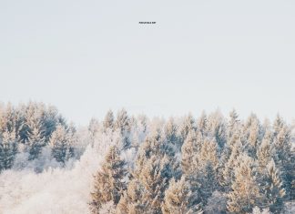 Winter Forest 4K Wallpaper for Desktop.