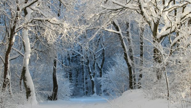 Winter Forest 4K Wallpaper for Windows.