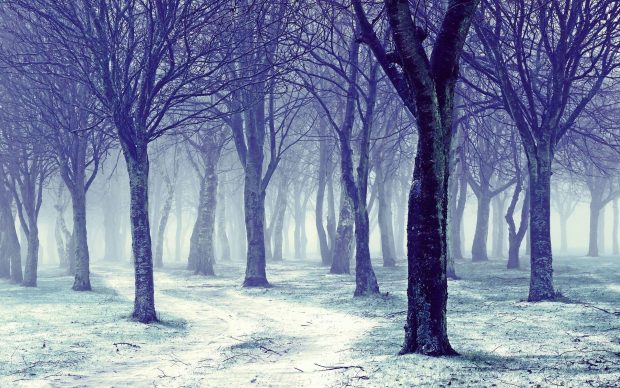 Winter Forest Desktop Wallpaper HD.