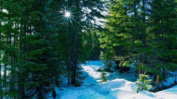 Winter Forest HD Wallpaper.