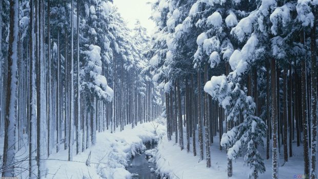 Winter Forest HD Wallpaper Free download.