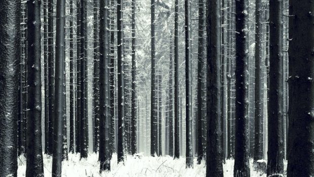 Winter Forest Image.