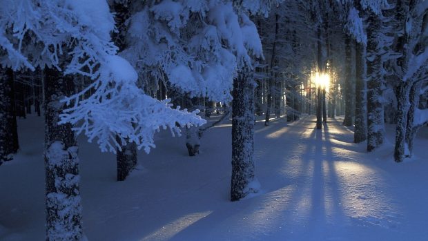 Winter Forest Photo.