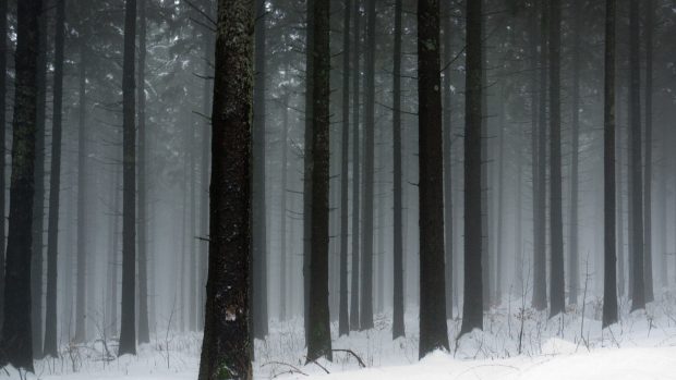 Winter Forest Pictures.