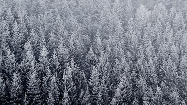 Winter Forest Wallpaper 1920x1080.