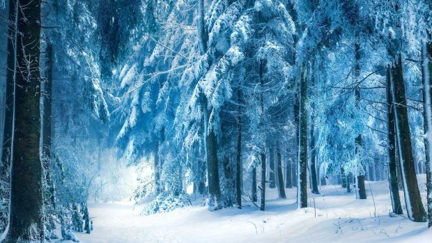 Winter Forest Wallpaper.