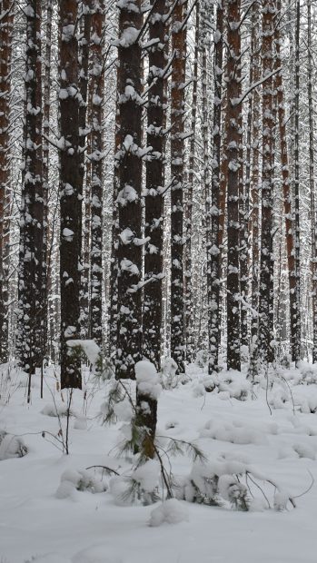 Winter Forest Wallpaper HD.