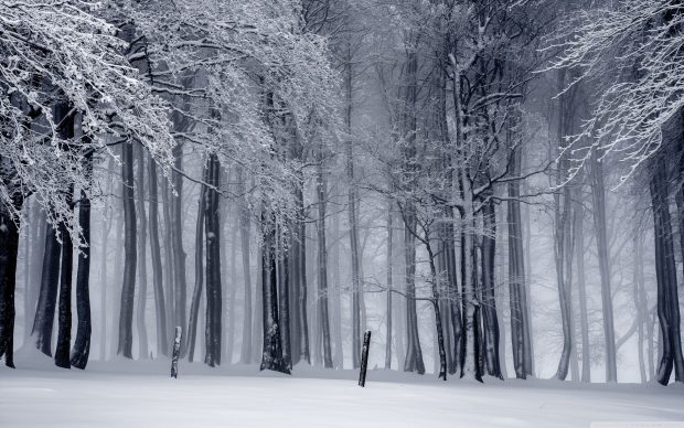 Winter Forest Wallpaper High Quality.