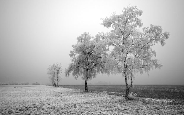 Winter Tree HD Wallpaper Computer.