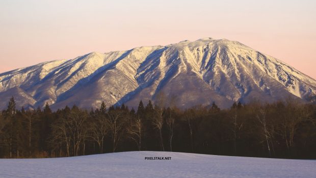 Winter Wallpaper Tree on the Mountain.