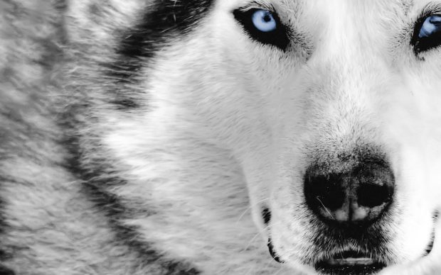 Winter Wolf Wallpaper HD.