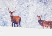 Winter Wonderland Wallpaper Free Download.