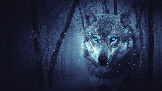 Wolf 4K Desktop Background.