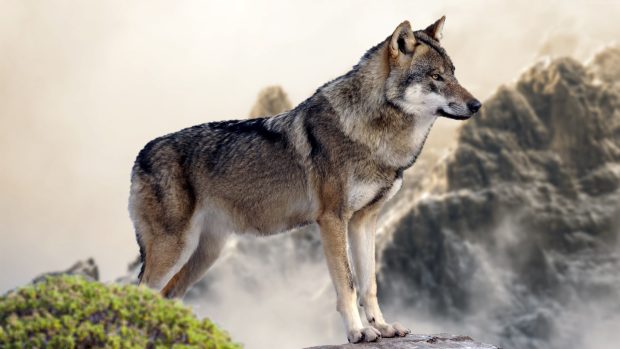 Wolf 4K HD Wallpaper.