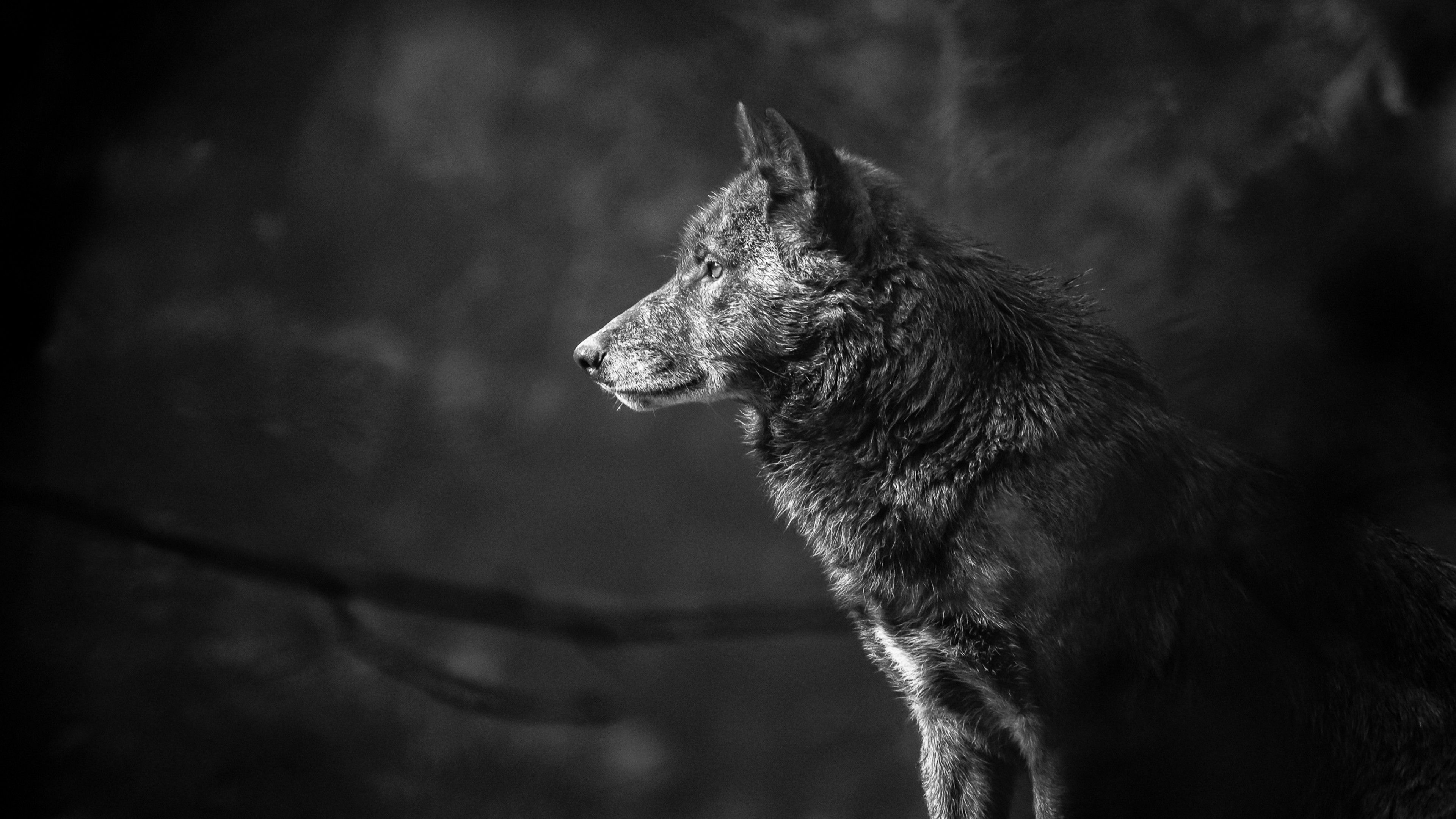 Wolf Ultra HD Wallpapers  Wallpaper Cave