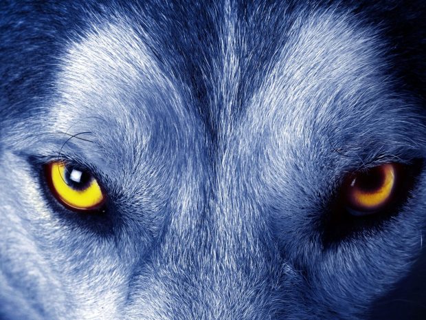 Wolf Backgrounds HD Free download.