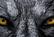 Wolf HD Wallpaper Free download.