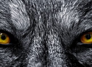 Wolf HD Wallpaper Free download.