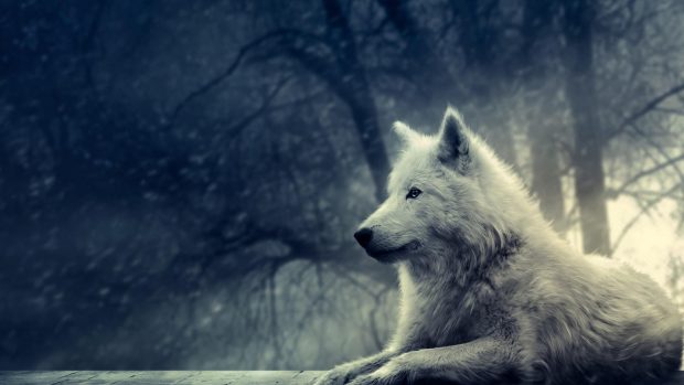 Wolf Wallpaper HD.