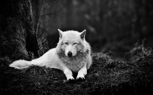 Wolf Wide Screen Backgrounds HD.