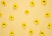 Yellow Aesthetic Backgrounds HD Flower.