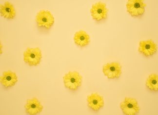 Yellow Aesthetic Backgrounds HD Flower.